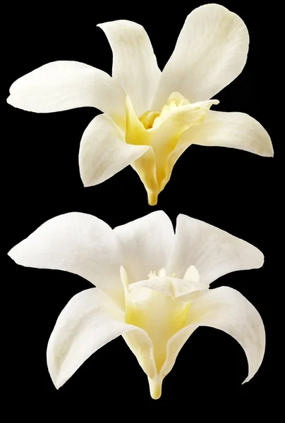 Vanilj blommor på svart bakgrund. Aromatisk, färska vanila blomma gul och vit. Stockbild