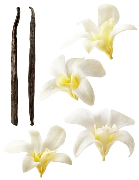 Fiori di vaniglia su sfondo bianco. Profumo, vanila fresca fiore giallo e bianco . Foto Stock