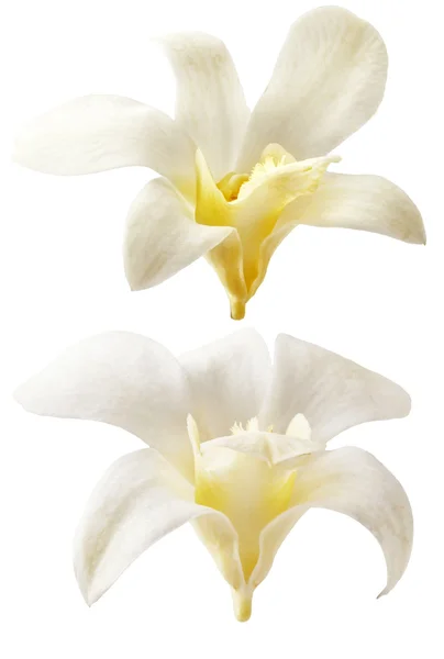 Vanilj blommor på vit bakgrund. Aromatisk, färska vanila blomma gul och vit. Royaltyfria Stockbilder