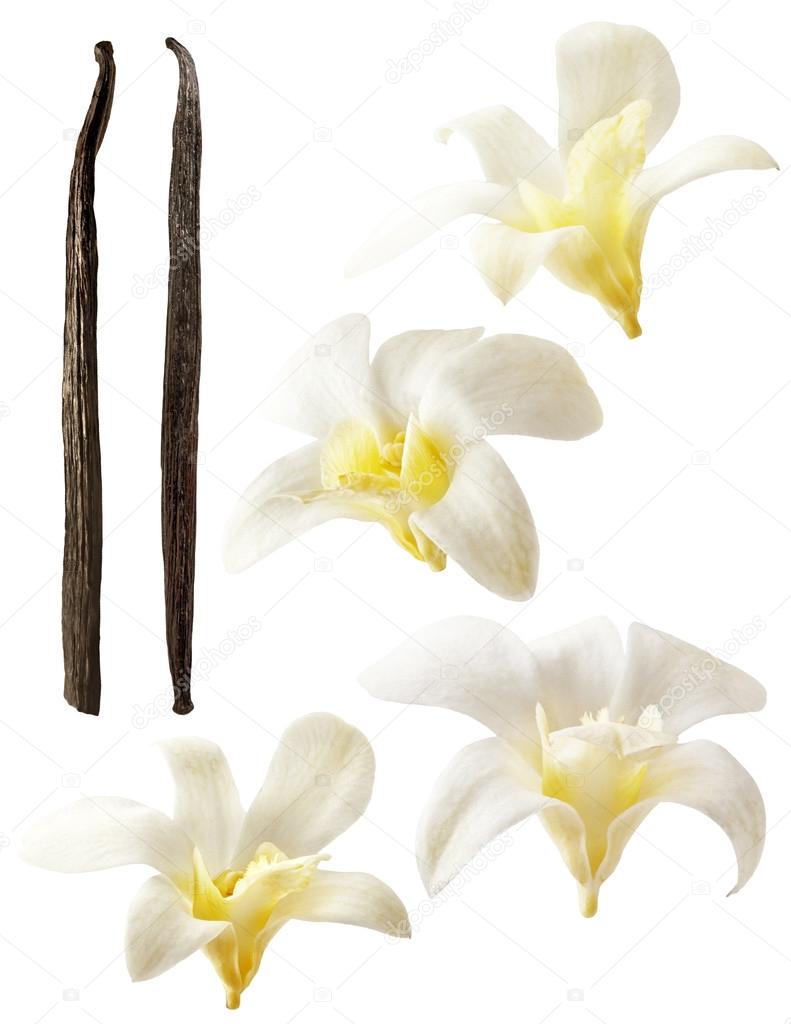 Vanilla flowers on white background. Aromatic, fresh vanila flower yellow and white.
