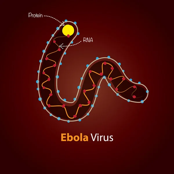 Ebola Virus - Structure. — Stock Vector