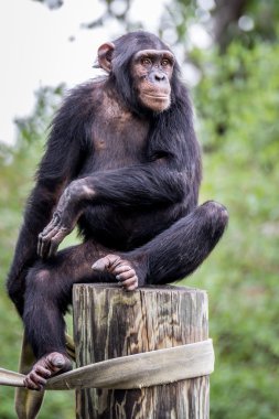 Şempanze bir yayında