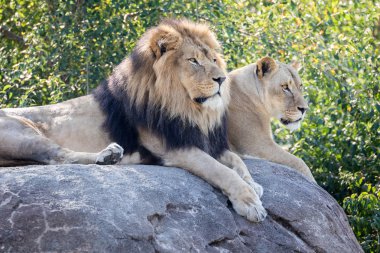 Lions on a Rock clipart