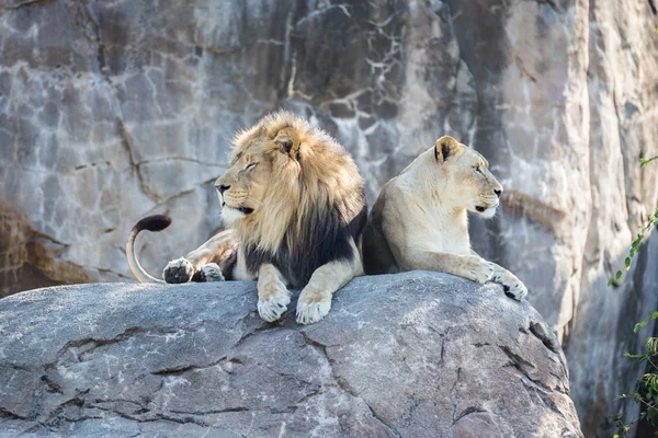 Lions sur un rocher — Photo