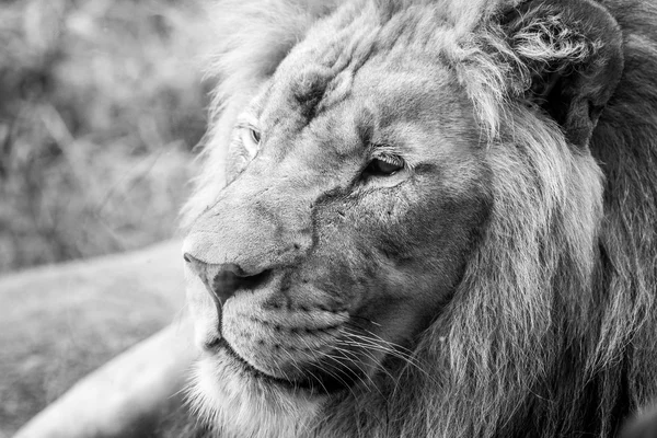 Vista lateral do close-up da cara de leão — Fotografia de Stock