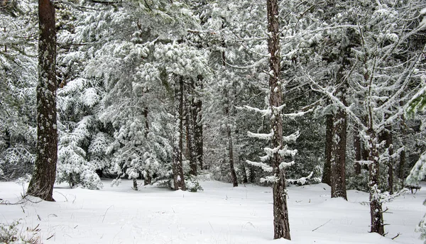 snow covered landscape woodland on the mount Ventoux in france.fresh snow.
