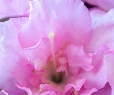 romantic pink flower , close up ,valentines day or mothers day celebration.