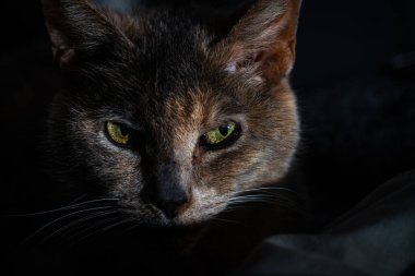 Güzel yeşil gözleri olan bir Tekir kedinin portresi