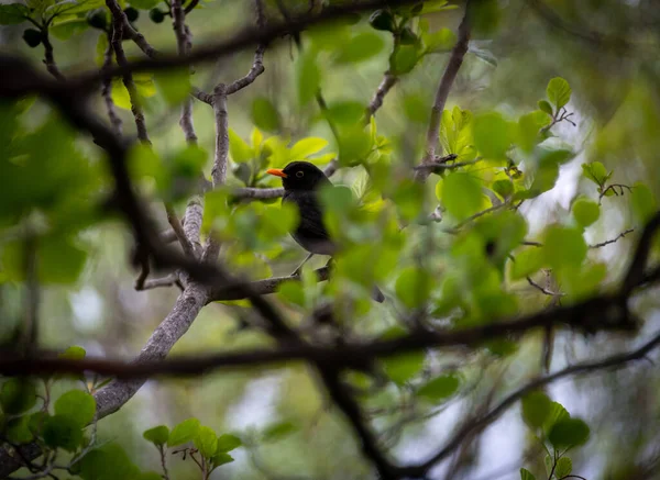 Чорний Птах Ховається Листі Дерева Вибірковий Фокус Оці Птах Спостерігає — стокове фото