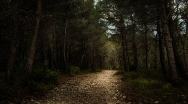 Alpillerde güzel ormanlık yol, Provence France, çam ağacı manzarası.