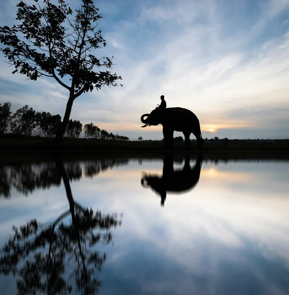 Slon Muž Silueta Ráno — Stock fotografie