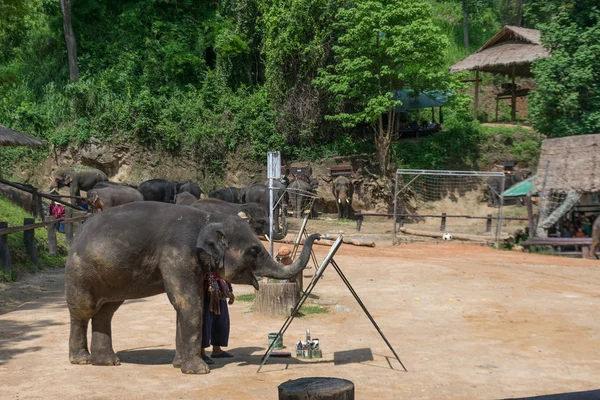 Peinture Éléphants Camp Éléphants Chiangmai Thaïlande — Photo