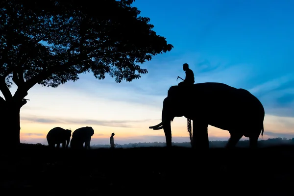 Příroda sloní silueta — Stock fotografie