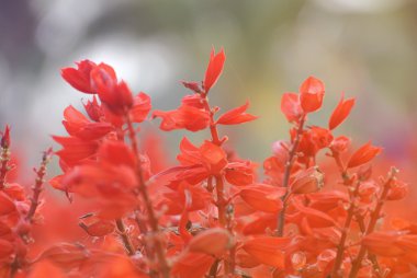 Vintage çiçek yumuşak focust.