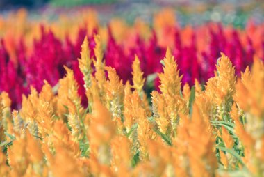 Vintage çiçek yumuşak focust