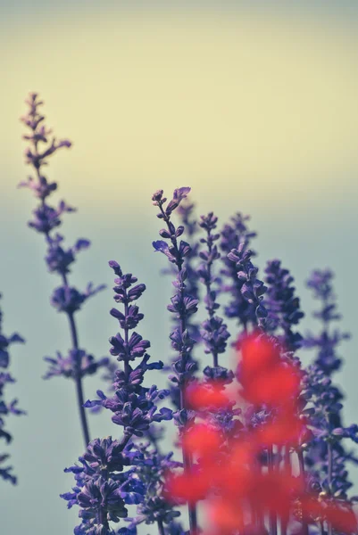 Flores vintage focust macio — Fotografia de Stock