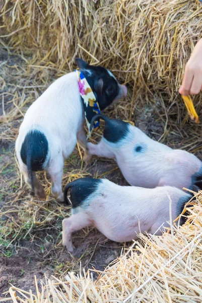 Cute little pig farm in the hot animals. — Stock Photo, Image