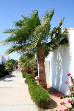 Otel sınırları içinde yol ve palmiye ağaçları