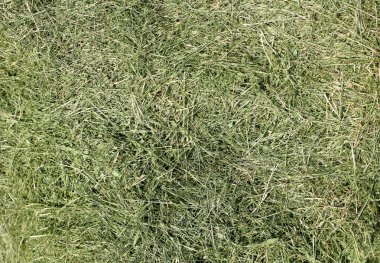 Bir şehir çim mowed çimen