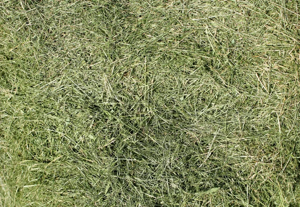 Кована трава міського газону — стокове фото
