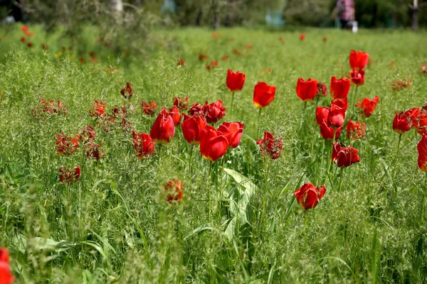 Tulipanes en un césped en el parque de la ciudad — Foto de Stock