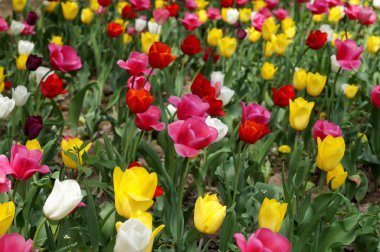 Lale Şehir Parkı içinde bir çimenlikte