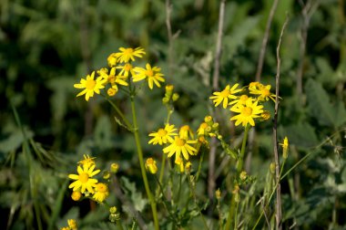 Şehrin tarlada sarı çayır çiçekler