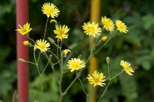 Fleurs sauvages jaunes sur une pelouse dans la cour — Photo
