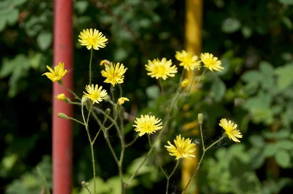 Żółte kwiaty dzikiego na trawniku w ogrodzie — Zdjęcie stockowe