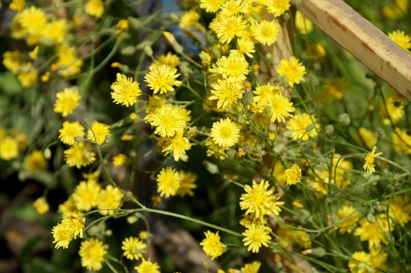 Fleurs sauvages jaunes sur une pelouse dans la cour — Photo