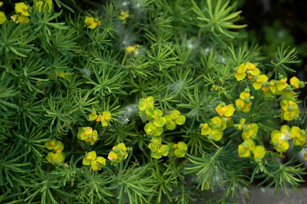 Sierteelt Kalinichenko van Euphorbia in de tuin van een woning — Stockfoto
