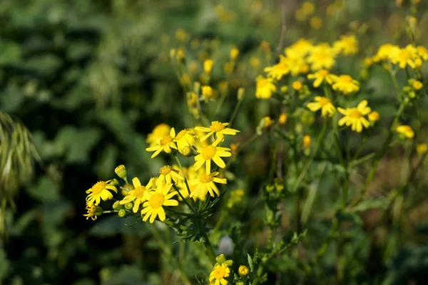 Fleurs de prairie jaune dans le champ dans la ville — Photo