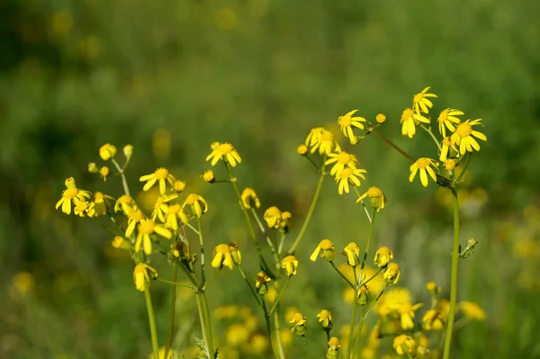 Жовті лугові квіти в полі в місті — стокове фото