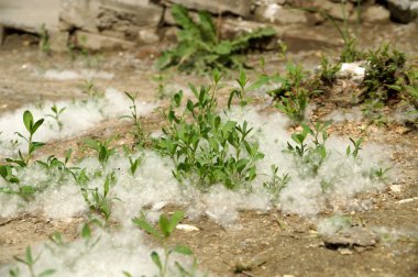 Şehir bahçedeki aşağı kavak