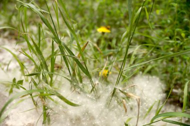 Şehir bahçedeki aşağı kavak