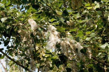 Bir ağaç dalı üzerinde aşağı kavak
