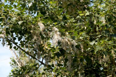 Bir ağaç dalı üzerinde aşağı kavak