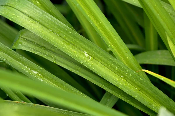 绿色长的叶子与水滴 — 图库照片
