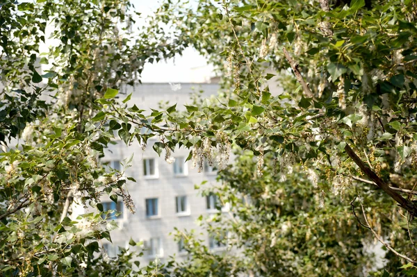 Poplar down on a tree branch — Stock Photo, Image