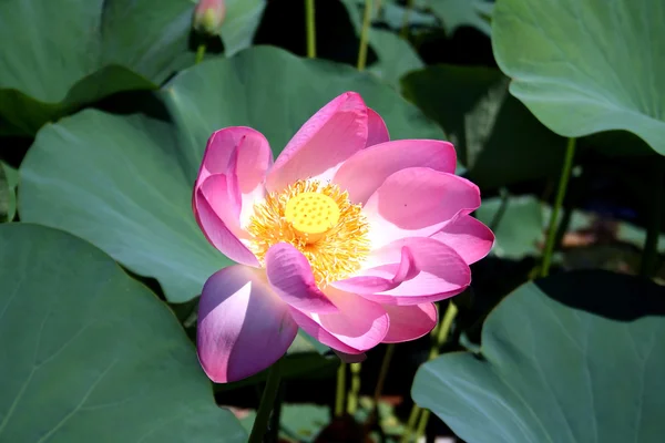 Lotusblüten in der Wolga — Stockfoto