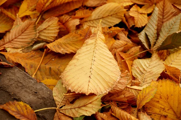 Tapis de feuilles d'automne d'un châtaignier — Photo