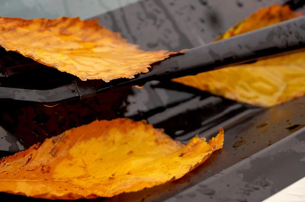 Yellow autumn leaves on a car — Stock Photo, Image