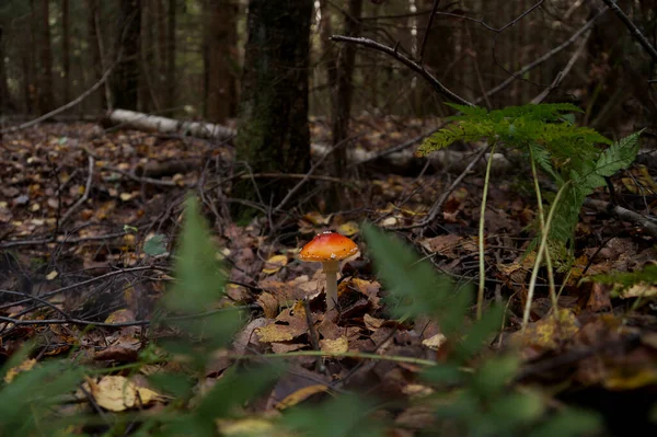 Champignon Toxique Mouche Agarique Dans Forêt Biélorussie — Photo