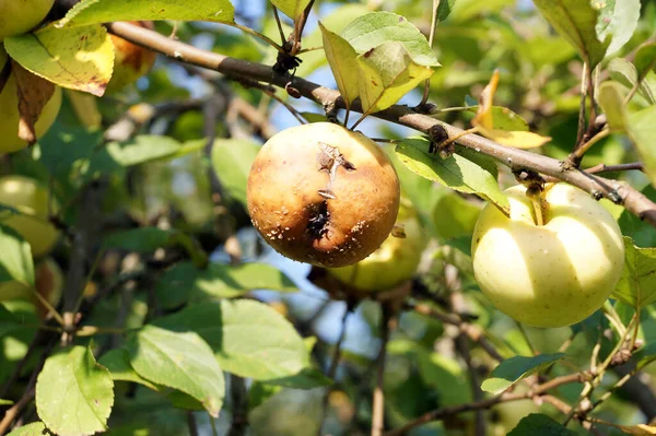 Rotten Apple Tree Branch Village Garden — Stock Photo, Image