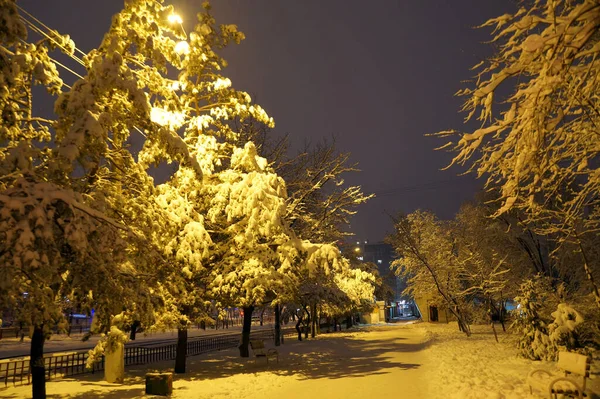 Ruelle Enneigée Parc Dans Ville Volgograd Russie — Photo