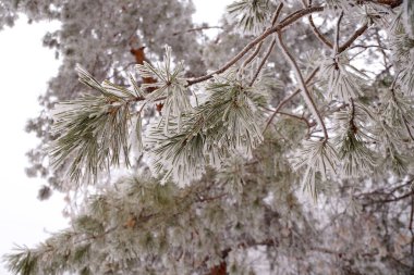 Şehir parkında kışın bir ladin ağacının buzla kaplı bir dalı.                              