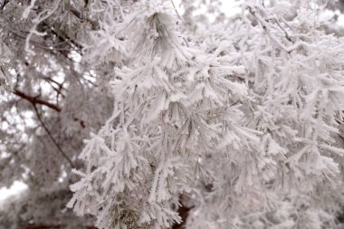Şehir parkında kışın bir ladin ağacının buzla kaplı bir dalı.                               