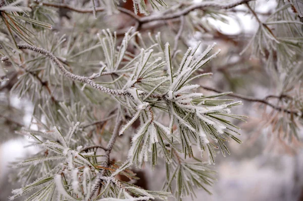 Egy Fenyőfa Fagyos Ága Télen Egy Városi Parkban — Stock Fotó