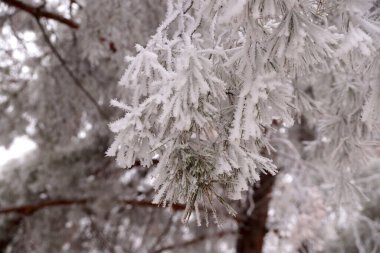 Şehir parkında kışın bir ladin ağacının buzla kaplı bir dalı.                               