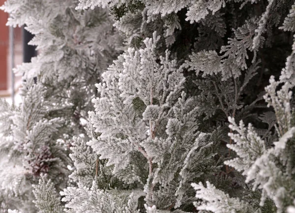 Frosted branch of the thuja tree in the city park of Volgograd